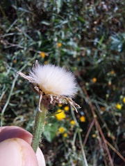 Picris hieracioides hieracioides