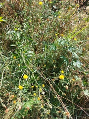 Picris hieracioides hieracioides