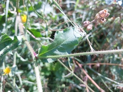 Picris hieracioides hieracioides