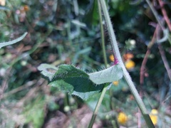 Picris hieracioides hieracioides