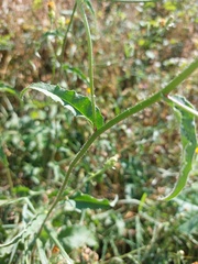 Picris hieracioides hieracioides