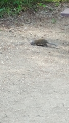 Poliocitellus franklinii