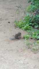 Poliocitellus franklinii