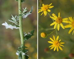 Senecio ilicifolius