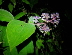 Miconia conospeciosa