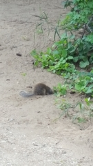 Poliocitellus franklinii