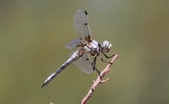 Libellula composita