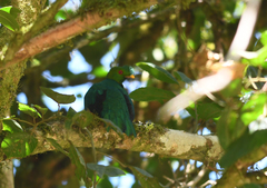 Pharomachrus antisianus