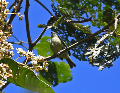Zimmerius viridiflavus