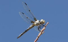 Libellula composita