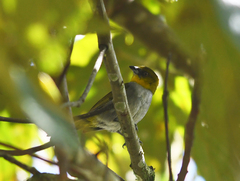 Chlorospingus flavigularis