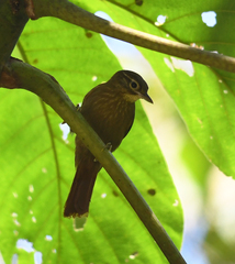 Anabacerthia striaticollis