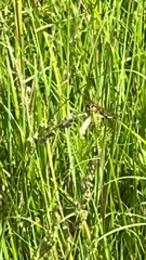 Libellula quadrimaculata