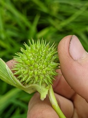 Sparganium androcladum