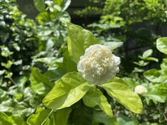 Jasminum sambac