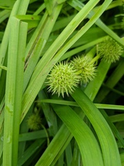 Sparganium androcladum