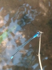 Archibasis oscillans