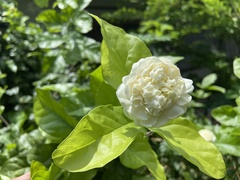 Jasminum sambac