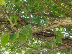 Lonicera maackii