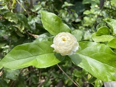 Jasminum sambac