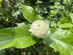 Jasminum sambac