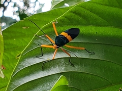 Paryphes