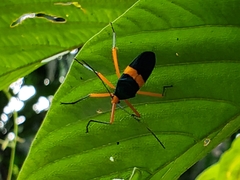 Paryphes
