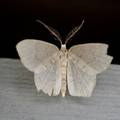 Chloropteryx tepperaria