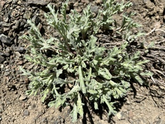 Chaenactis thompsonii