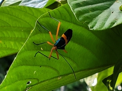 Paryphes