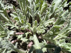 Chaenactis thompsonii