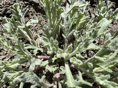 Chaenactis thompsonii