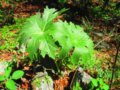 Psacalium megaphyllum