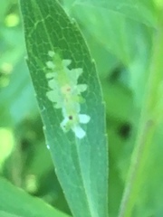 Calycomyza promissa