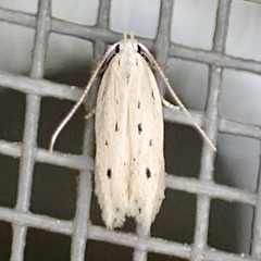 Monochroa quinquepunctella