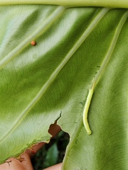 Eupanacra elegantulus