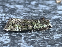Anaplectoides