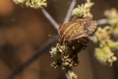 Graphosoma italicum italicum