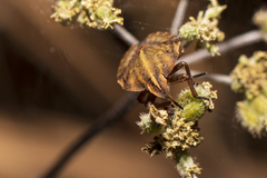 Graphosoma italicum italicum