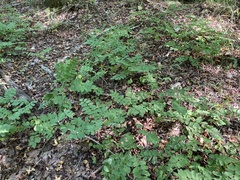 Amorpha ouachitensis