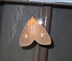 Asota plaginota