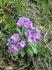 Primula algida