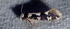 Neurothaumasia ankerella