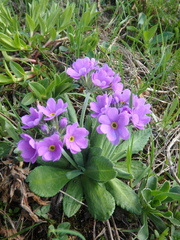 Primula algida