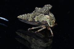 Heliria cristata