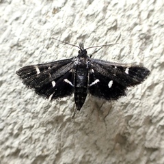 Diasemiodes nigralis
