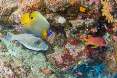 Arothron caeruleopunctatus