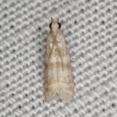 Ephestia columbiella