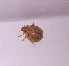 Harmonia sedecimnotata