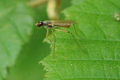 Neria commutata